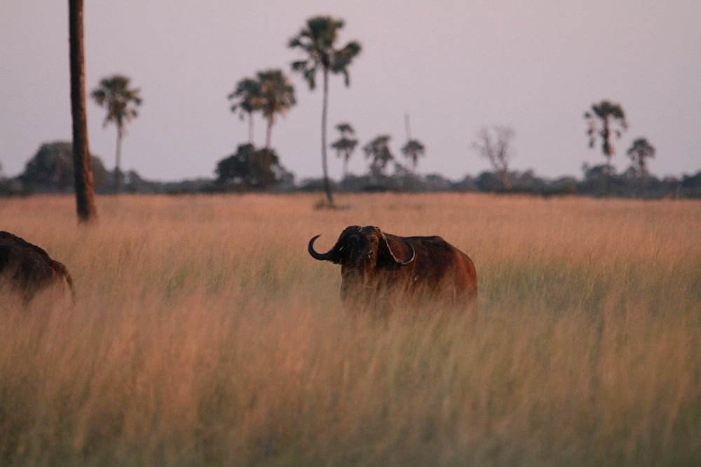 The Hide Safari Camp Hotell Dete Eksteriør bilde