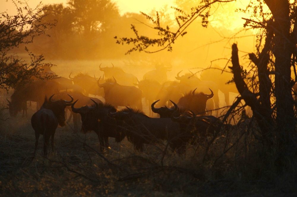 The Hide Safari Camp Hotell Dete Eksteriør bilde